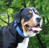 Grosser Schweizer Sennenhund, Arrax vom Himmelsring 2010 / 9 mon.