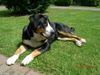 Grosser Schweizer Sennenhund, Anni vom K�sterhof 8 Monate alt