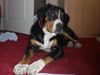 Grosser Schweizer Sennenhund, Alan vom K�sterhof knapp 7 Monate