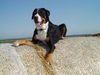 Grosser Schweizer Sennenhund, ARGO