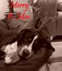 Grosser Schweizer Sennenhund, Argo w�nscht Frohe Weihnachten...
