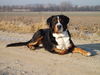 Grosser Schweizer Sennenhund, ARGO