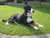 Grosser Schweizer Sennenhund, Anni mit 11 Monaten