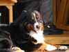 Grosser Schweizer Sennenhund, Ein letzter Gru� von unserem Balou gestorben an Nierenversagen am 03.11.2010 er Gr��t seine Geschwister die am 08.08.06 in W�chtersbach geboren wurden 