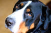 Grosser Schweizer Sennenhund, Ares