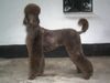Grosspudel, Ornella von Montevideo/vom R�mland