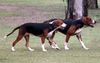 Hamilton-St�vare, Snovantage Kennels - Australia