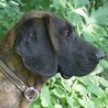 Hannoverscher Schweisshund