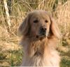 Hovawart, Bruce vom Auegrund
