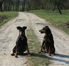 Hovawart, Haller Deutsche Pinscher