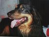Hovawart, Mein liebster bekleider �ber all hin