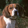 Hygenhund, Hygen-Bracke Hygenhund, Hygen-Bracke