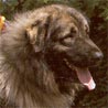 Illyrischer Schäferhund