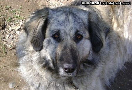 Illyrischer Sch�ferhund Unsere Laika 