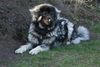Illyrischer Sch�ferhund, Shadow mit 17 Monaten 
