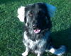 Illyrischer Sch�ferhund, Shadow mit 8 Monaten 