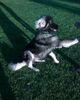 Illyrischer Sch�ferhund, Shadow mit 8 Monaten 