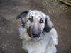 Illyrischer Sch�ferhund, Sommer 2008