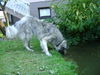Illyrischer Sch�ferhund, Laika beim Trinken 