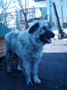 Illyrischer Sch�ferhund, Mein Sarplaninac Laika