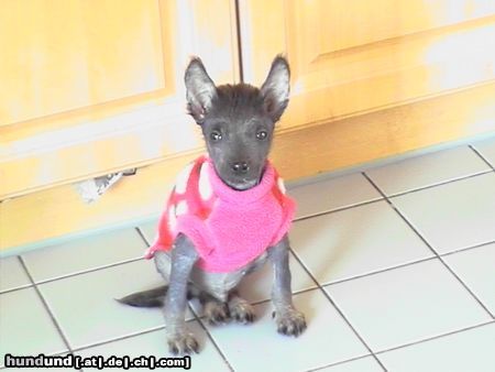 Inka Nackthund Perro sin Pelo del Peru