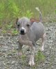 Inka Nackthund, 7 Wochen alt