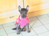 Inka Nackthund, Perro sin Pelo del Peru