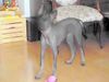 Inka Nackthund, Perro sin Pelo del Peru