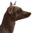 Peruanischer Nackthund