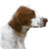 Irish red-and-white Setter, Parti-coloured Setter Irish red-and-white Setter, Parti-coloured Setter