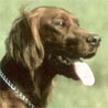 Irish Red Setter, Irish Setter, Red Setter Irish Red Setter, Irish Setter, Red Setter