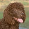 Irish Water Spaniel