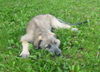 Irish Wolfhound, Bakira mit 12 Wochen