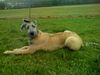 Irish Wolfhound, Bakira 