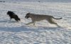 Irish Wolfhound, wilde Jagd �ber die Felder