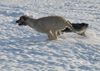 Irish Wolfhound, Winterfreuden in Bayern