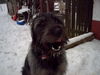 Irish Wolfhound, So einer k�nnte auch, in Chico drinn stecken.