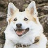 Islandhund, Isländer Spitz, Islandsk Farehond, Friaar-Hund Islandhund, Isländer Spitz, Islandsk Farehond, Friaar-Hund