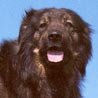 Istrianer Schäferhund