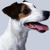 Jack-Russell-Terrier Jack-Russell-Terrier