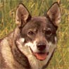 Jämthund, Großer Schwedischer Elchhund Jämthund, Großer Schwedischer Elchhund