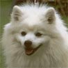 Japan Spitz, Japanischer Spitz Japan Spitz, Japanischer Spitz