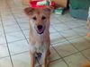 Jindo, Jin-Ha, eine 5 Monate alte H�ndin