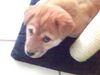 Jindo, Jin-Ha als Welpe mit dem traurigsten Hundeblick der Welt