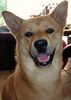 Jindo, anderthalbj�hrige Jindo H�ndin aus deutscher Zucht