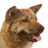 Korea Jindo Dog Korea Jindo Dog