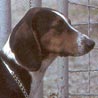 Montenegrinischer Gebirgslaufhund