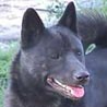 Kai, Kai Inu, Tora Inu Kai, Kai Inu, Tora Inu