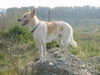 Kanaanhund, Sir Barrow Star of Work liebt die Berge