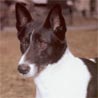 Kanaanhund, Kelef K'naani, Canaan Dog Kanaanhund, Kelef K'naani, Canaan Dog